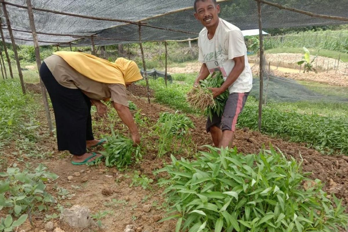 Kelompok tani Karang Jaya wujudkan ketahanan pangan ditengah pandemi COVID-19