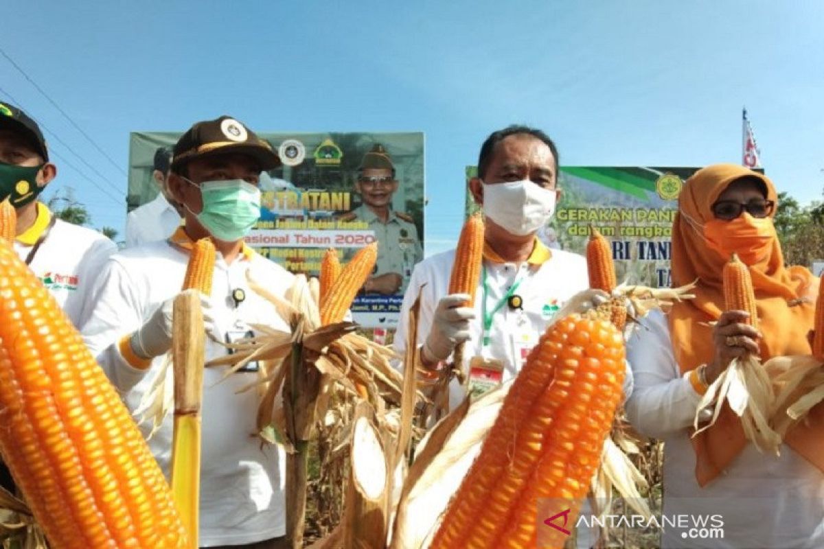 Stafsus Menteri Pertanian menghadiri panen raya jagung di Kendari