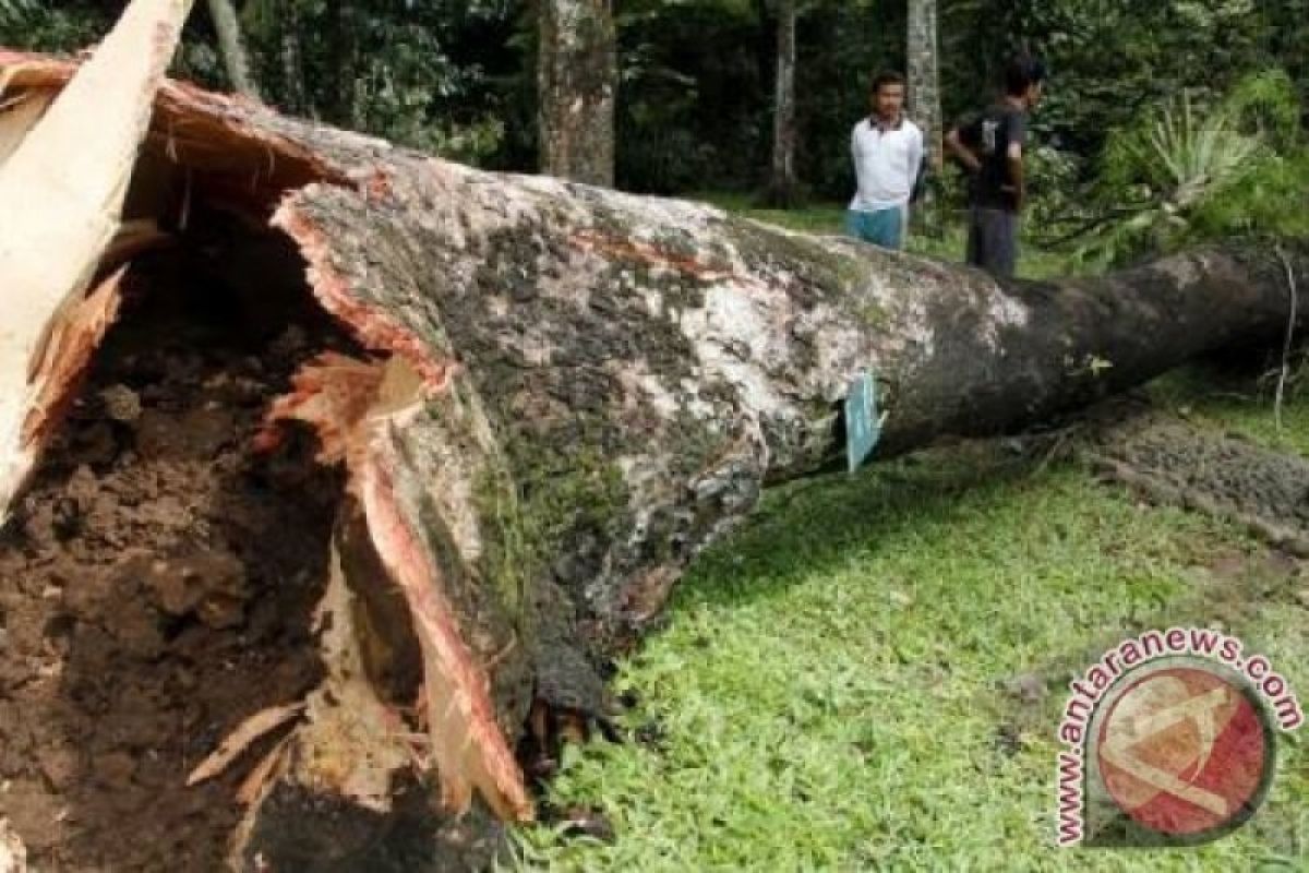 Sedang gotong royong, empat warga tewas tertimpa pohon tumbang