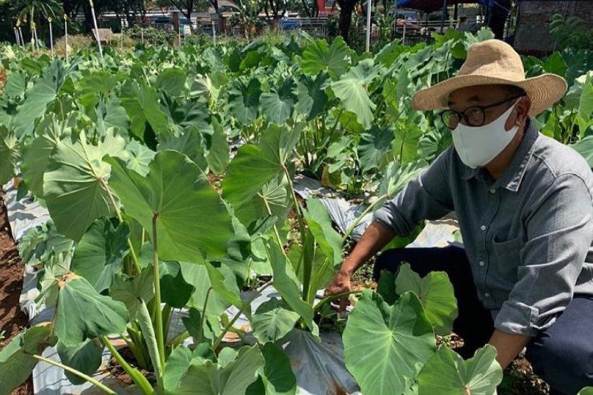 Sulsel fokus kembangkan talas dan porang untuk percepat pemulihan ekonomi