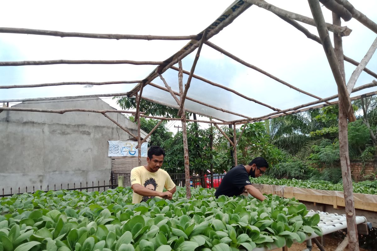 Sayuran hidroponik sawi putih dan sawi pokcoy