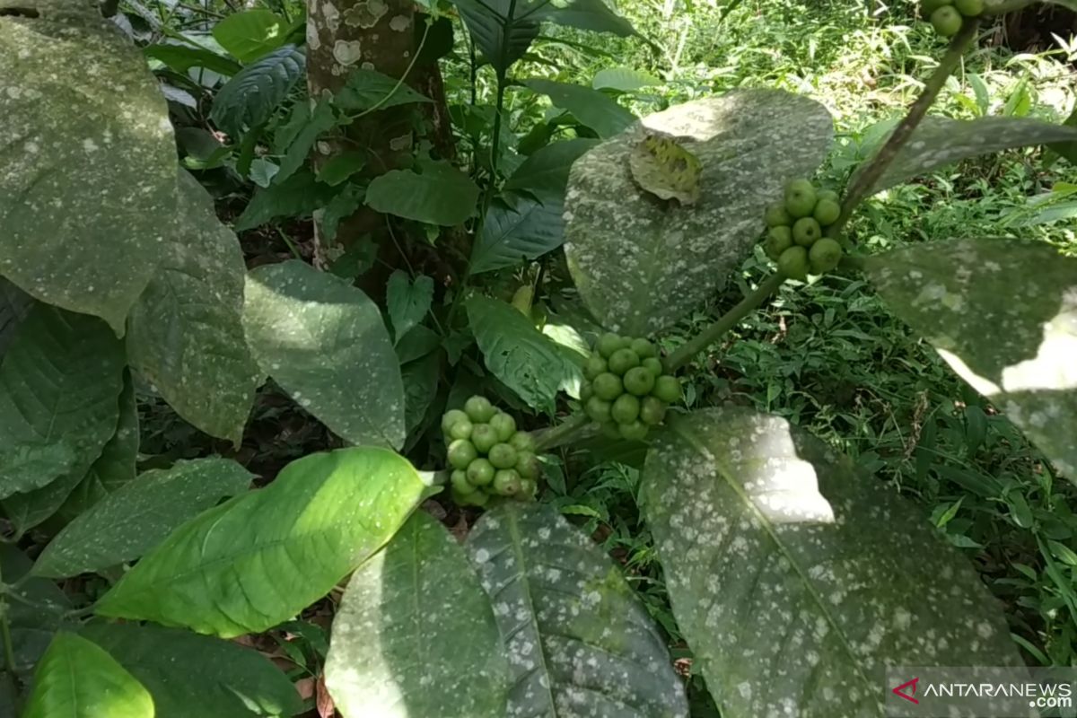 Petani Tabek Patah mulai tinggalkan tanaman kopi