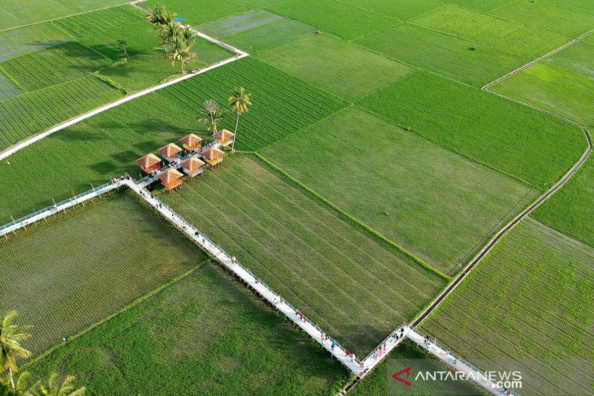 Wisata sawah ramai dikunjungi wisatawan