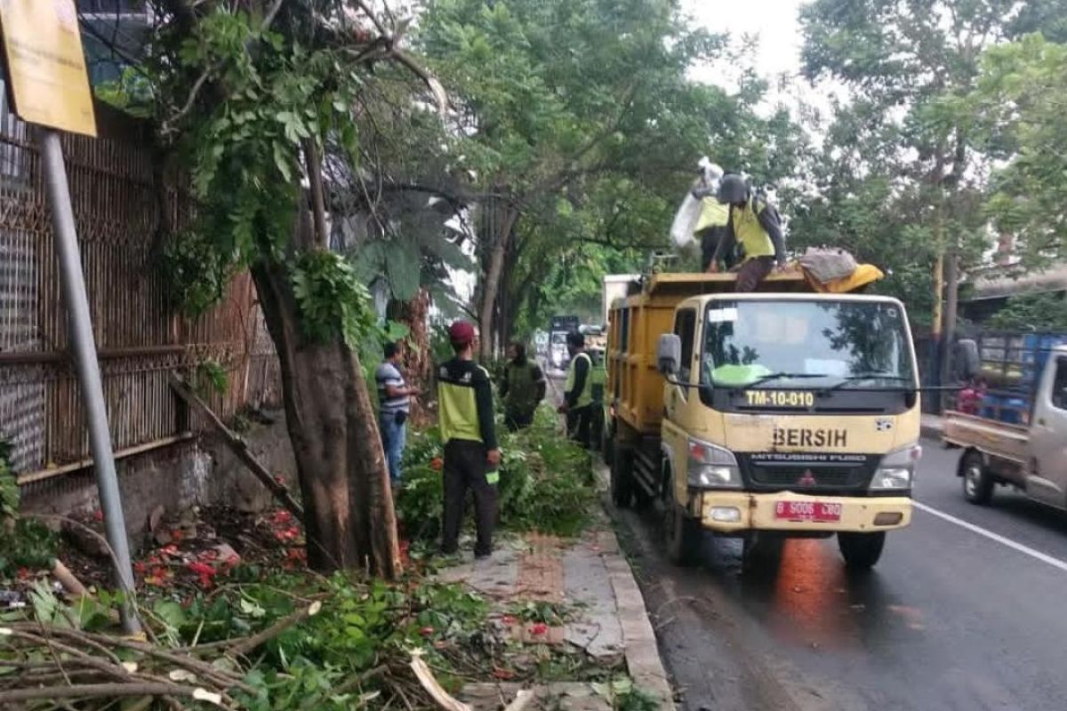 Saat musim hujan, pengendara di Tangerang dimbau waspadai pohon tumbang