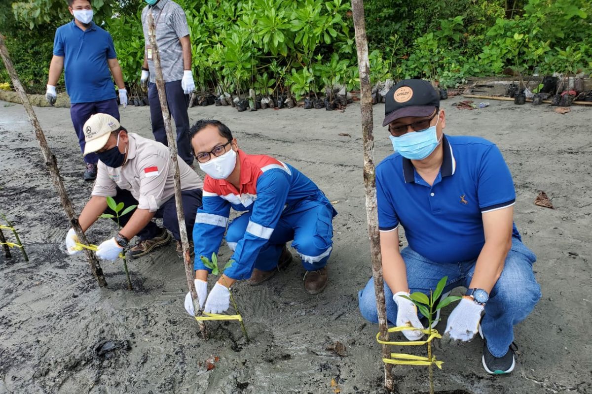 Pertamina Refinery Unit VII Kasim tanam ribuan pohon mangrove