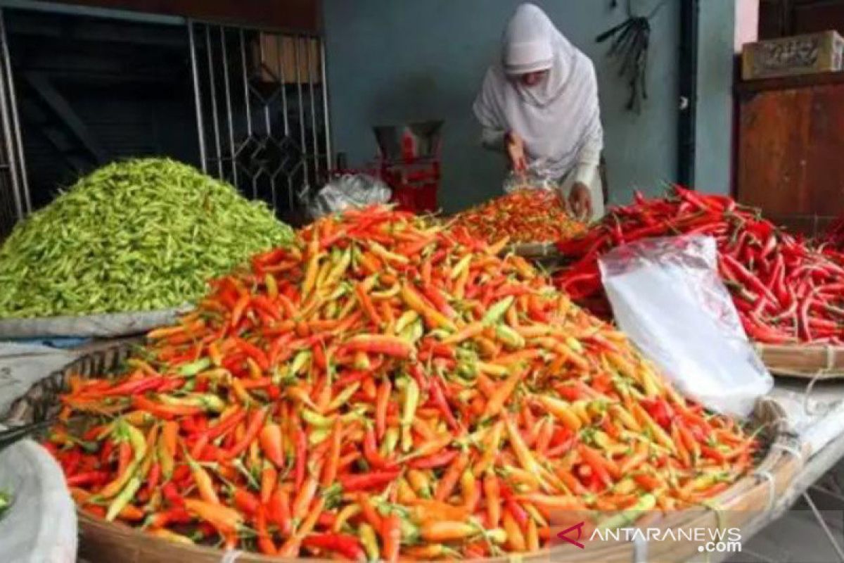 Bantul mengedukasi petani jual panen cabai dengan sistem lelang