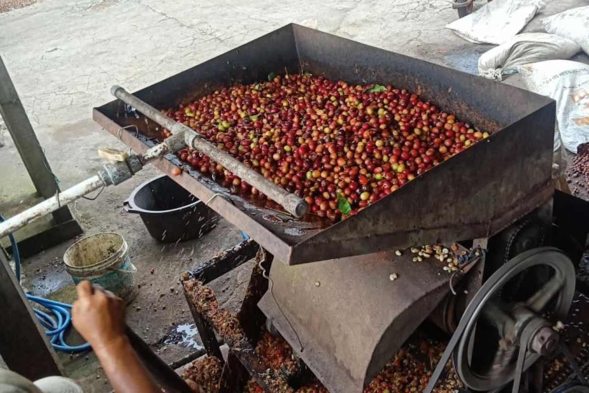 Warga desa Landih Bali kelola kopi arabika langkan