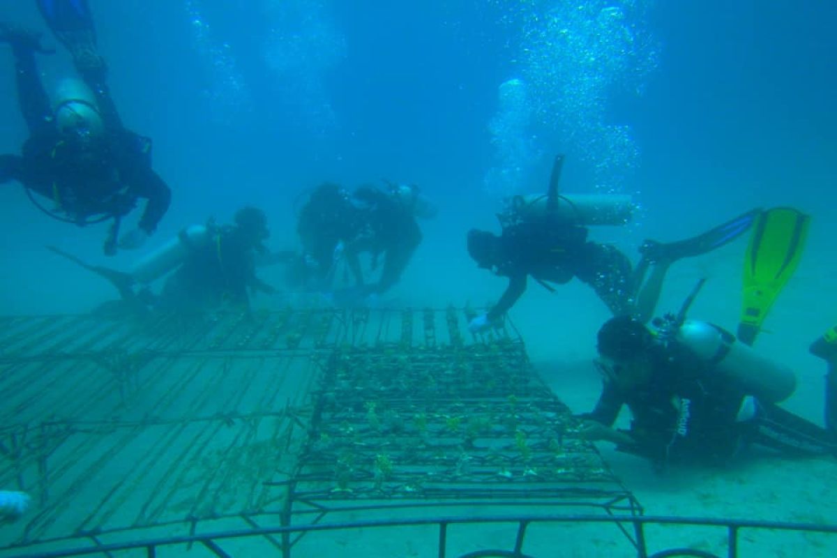 Masyarakat merehabilitasi terumbu karang taman laut Lombok Utara