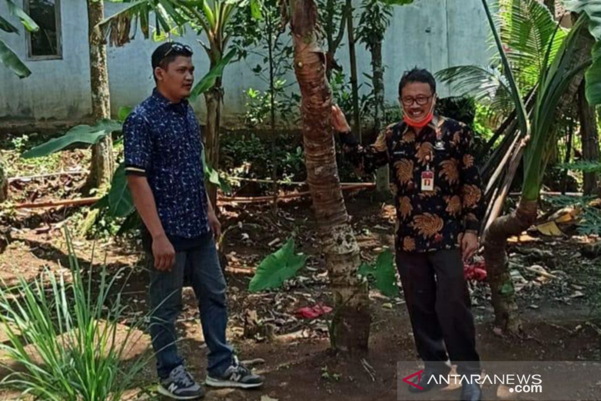 Pemprov Banten siapkan strategi peningkatan ekspor talas 'beneng'