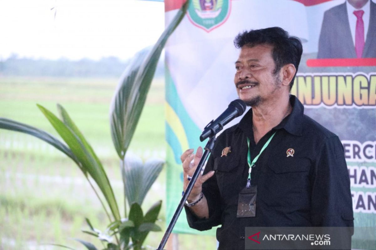 Produktivitas tinggi, Mentan sasar Pulau Buru jadi lumbung pangan