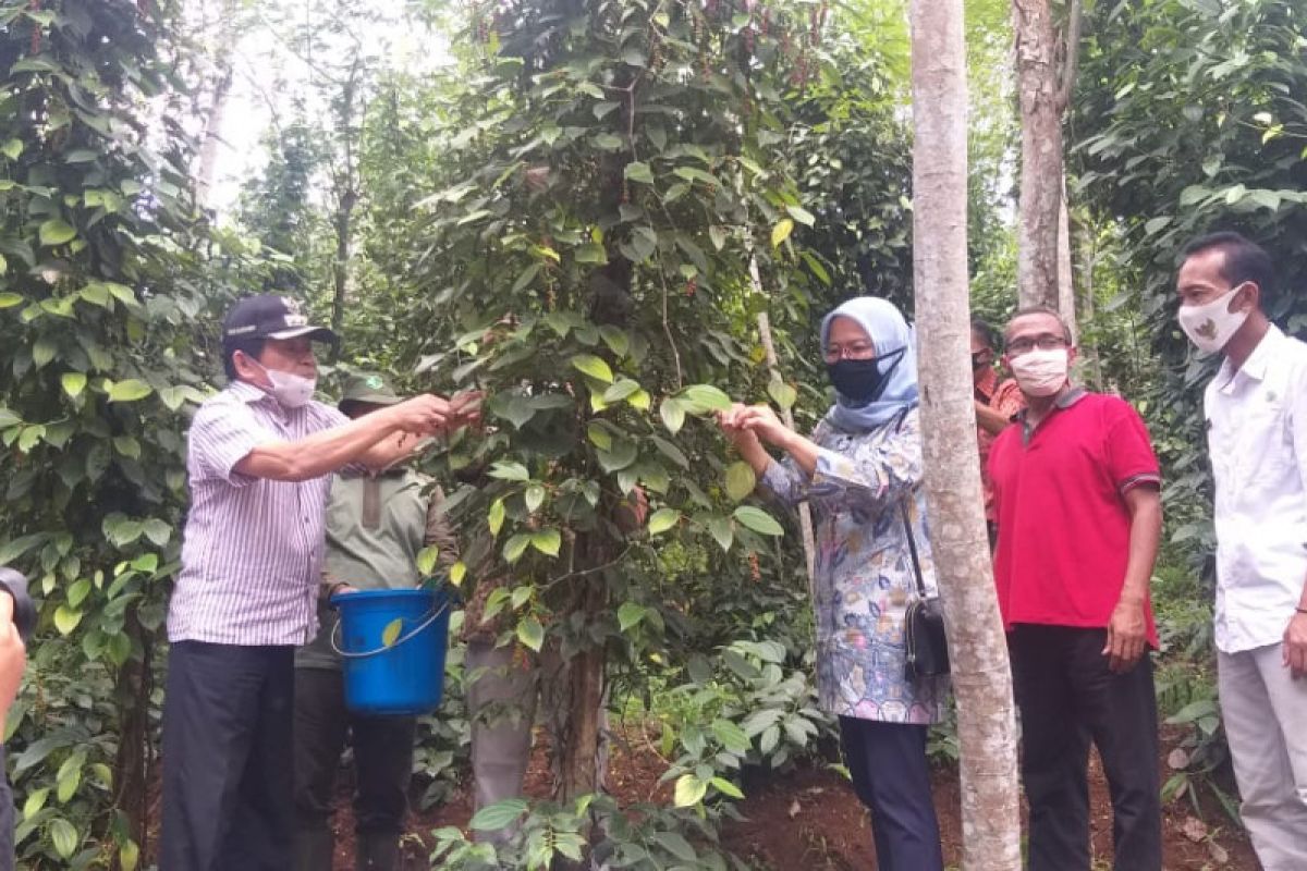 Petani Banjarnegara didorong budidayakan tanaman lada