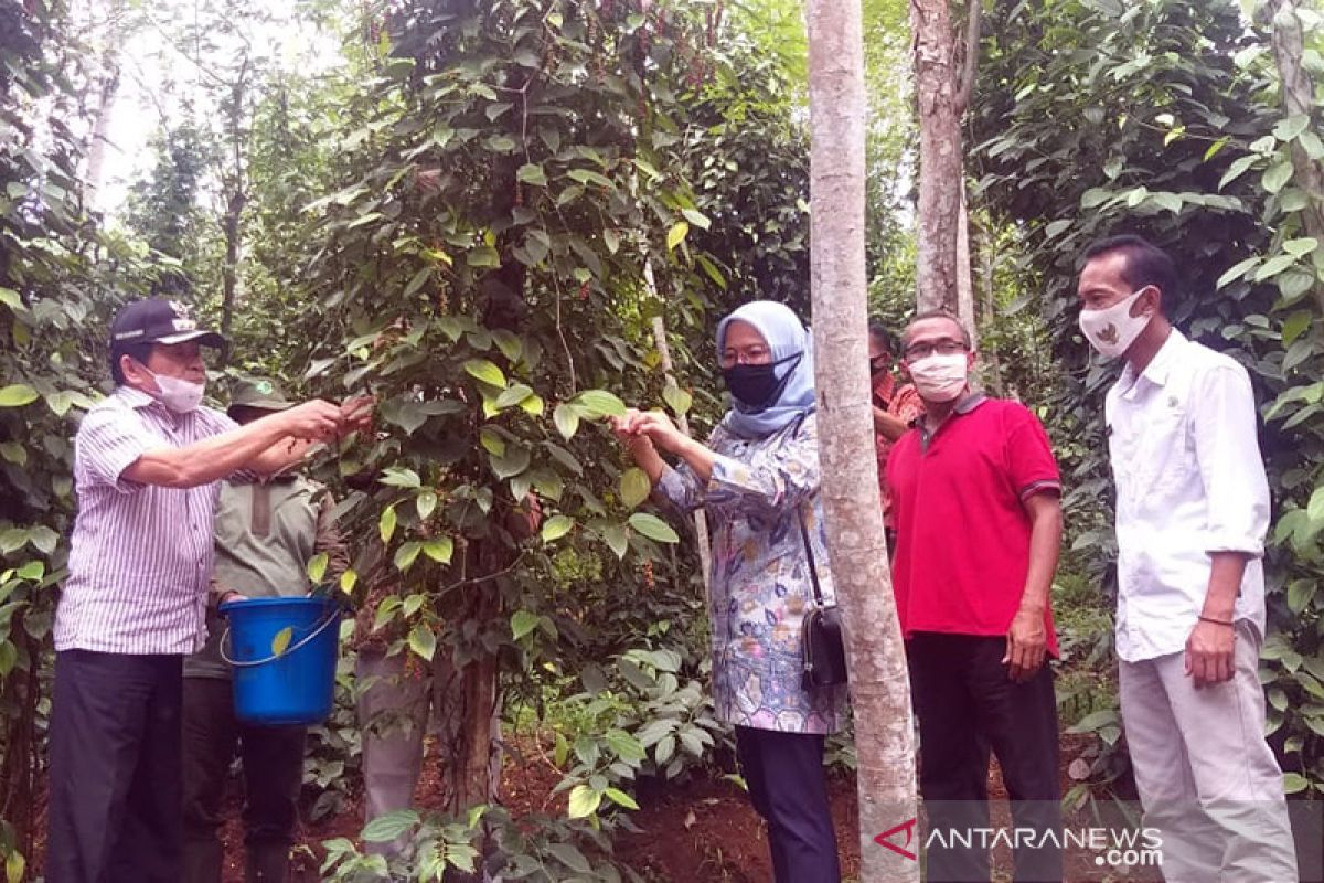 Pemkab Banjarnegara dorong budi daya tanaman lada