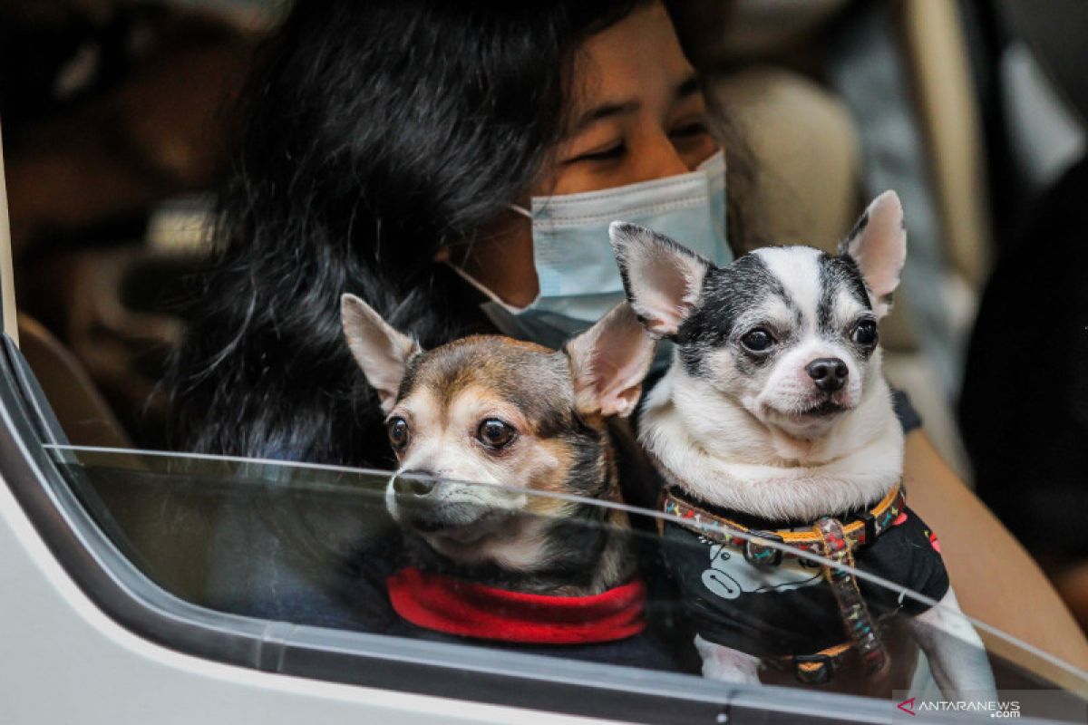 Ini tips aman akan meninggalkan hewan peliharaan di dalam mobil
