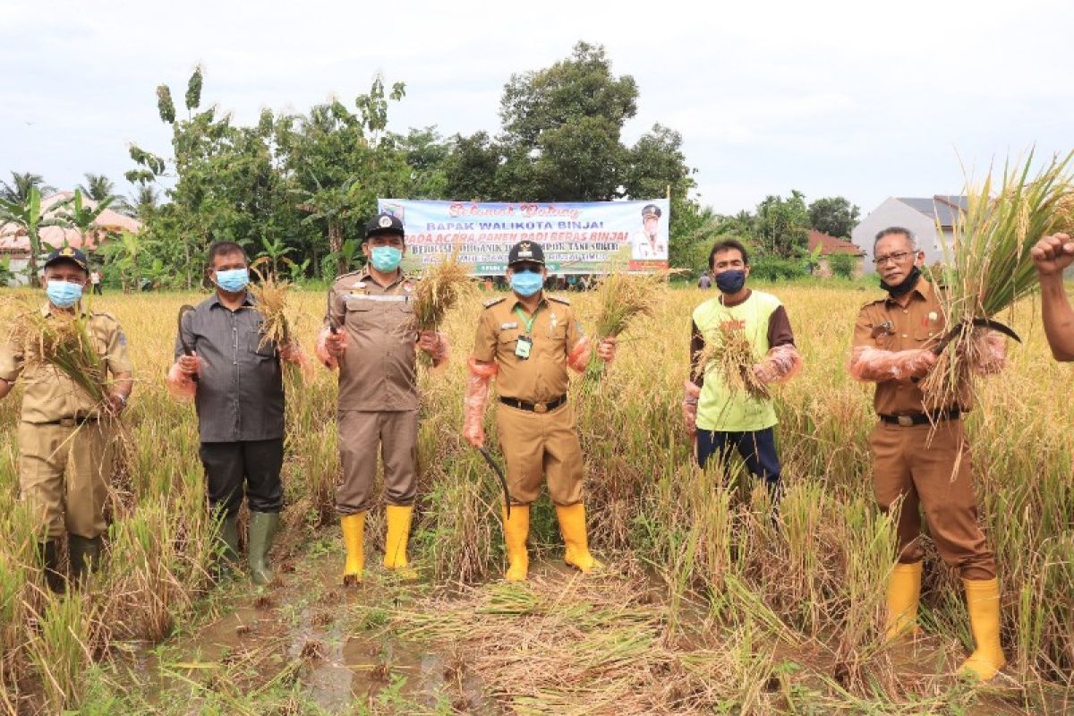 Wali Kota Binjai panen padi organik