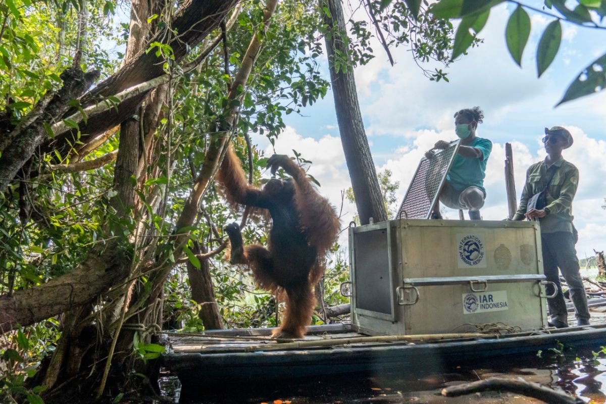 BKSDA Kalbar dan IARI translokasikan orangutan ke hutan rawa gambut Ketapang