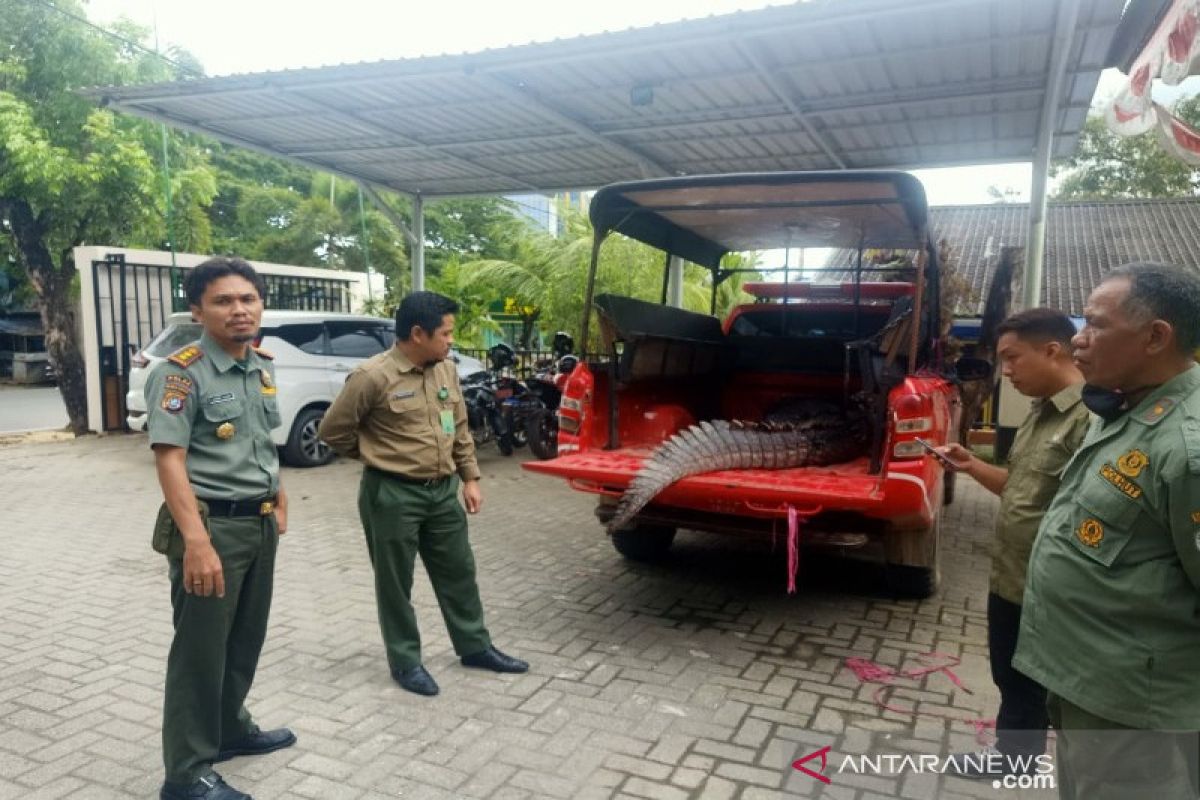 Buaya serang dan tewaskan nelayan  di Banyuasin