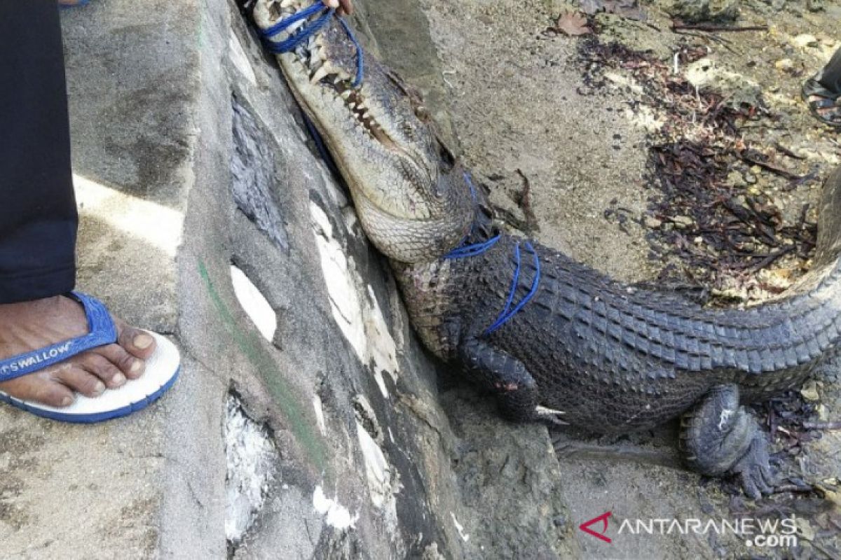 BKSDA Sultra evakuasi buaya temuan warga Konawe Selatan ke penangkaran