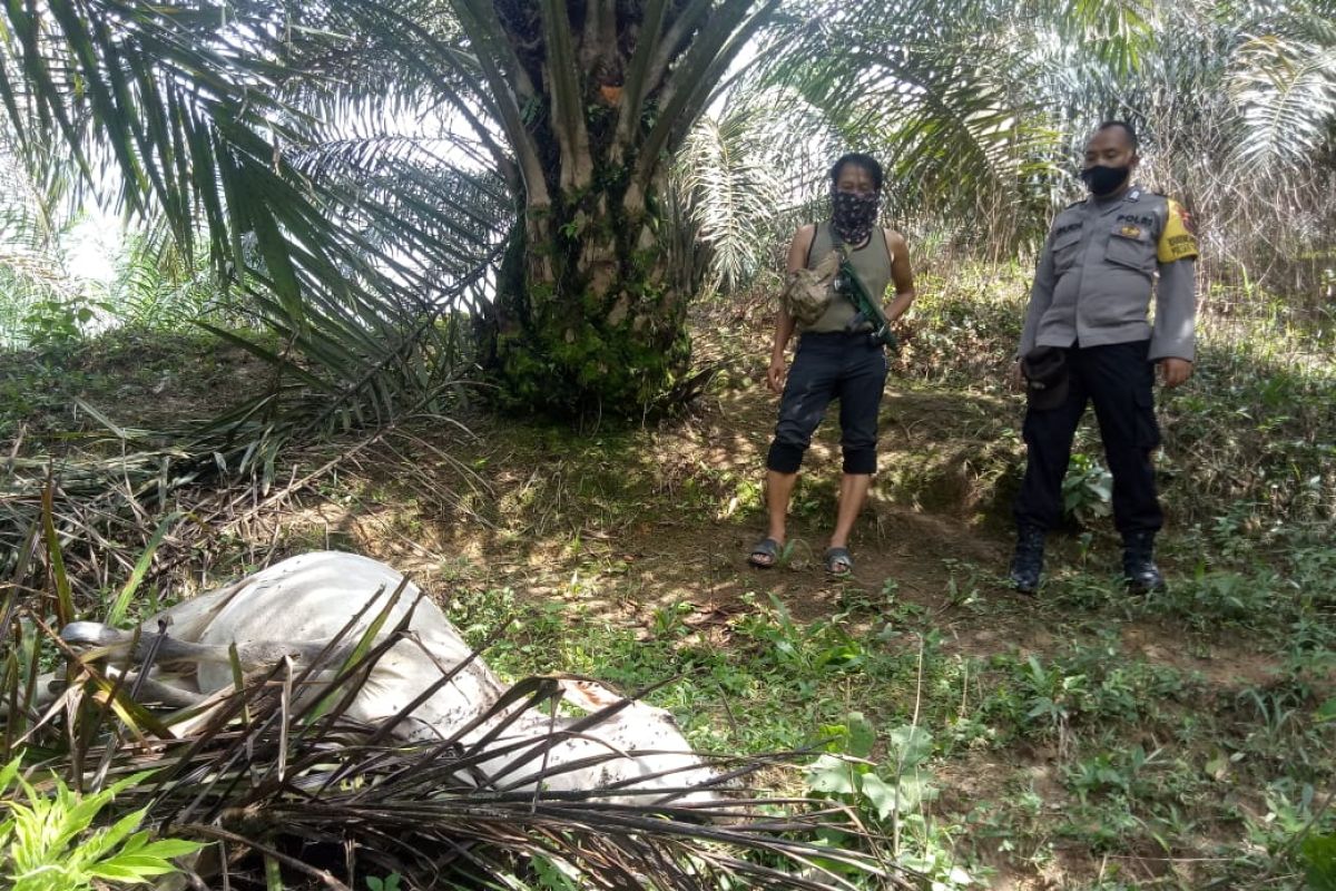 Harimau mangsa lembu milik warga di  Bahorok Langkat