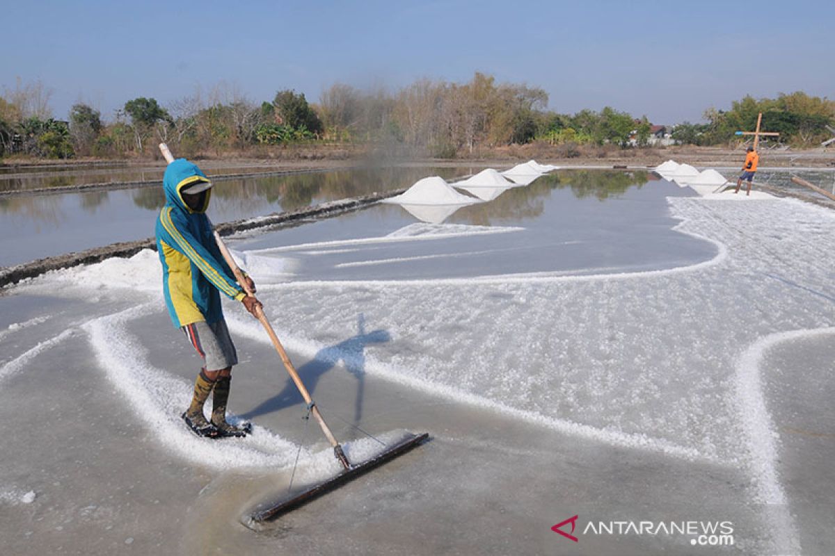 Jokowi chairs meeting to expedite absorption of local farmers' salt