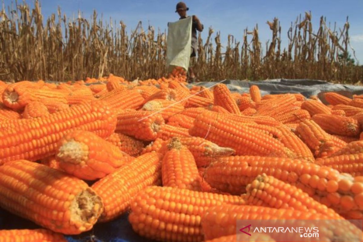 Jagung jadi andalan ekonomi petani Kabupaten Lebak