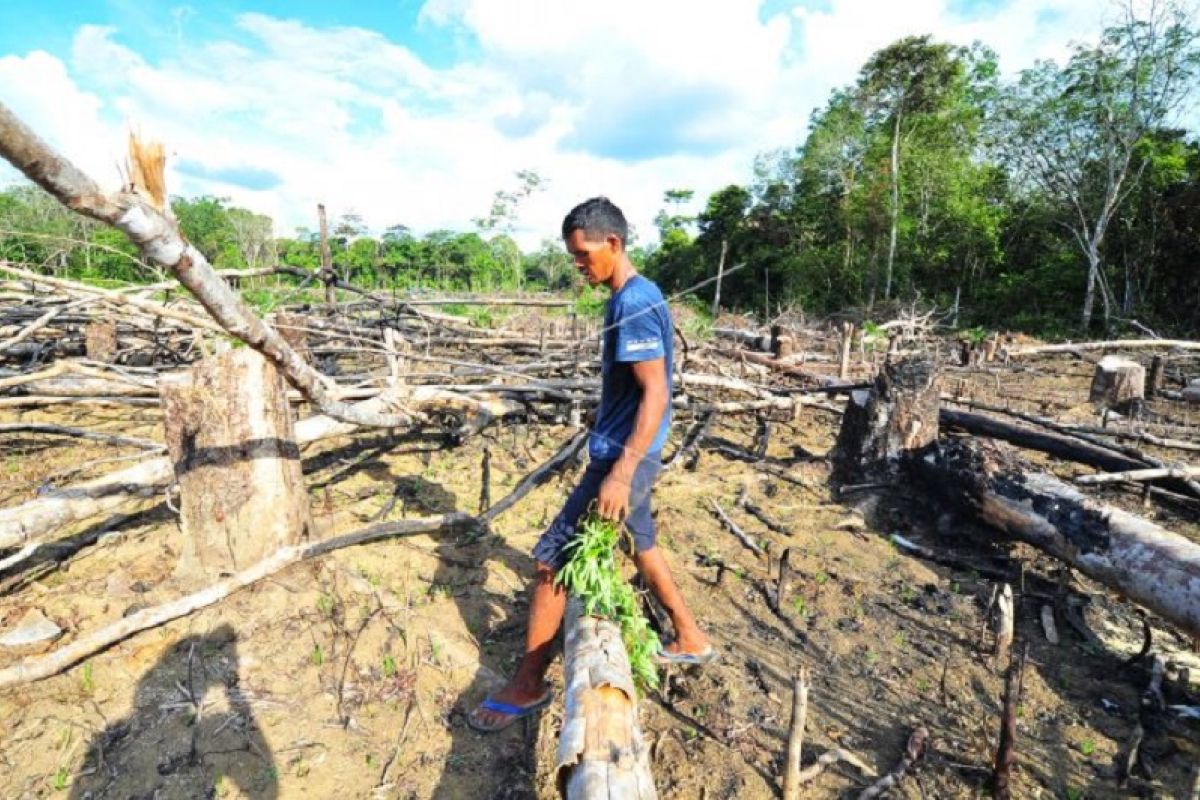 Orang Rimba pindah ke ladang selama pandemi