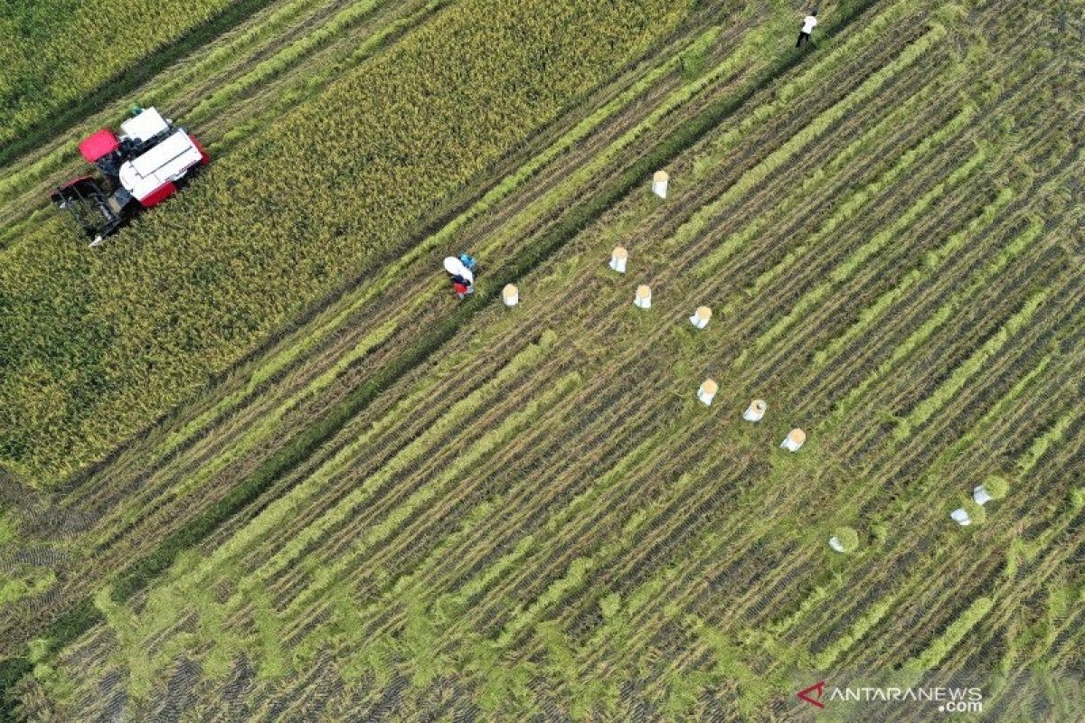 Presiden Joko Widodo: Pertumbuhan sektor pertanian harus dijaga di tengah pandemi