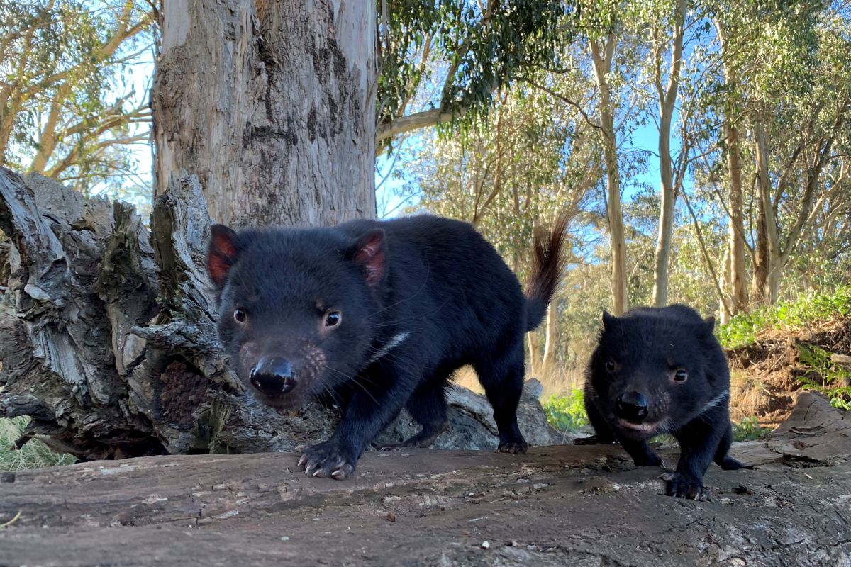 Tasmanian devil dilepas ke alam liar Australia setelah 3.000 tahun