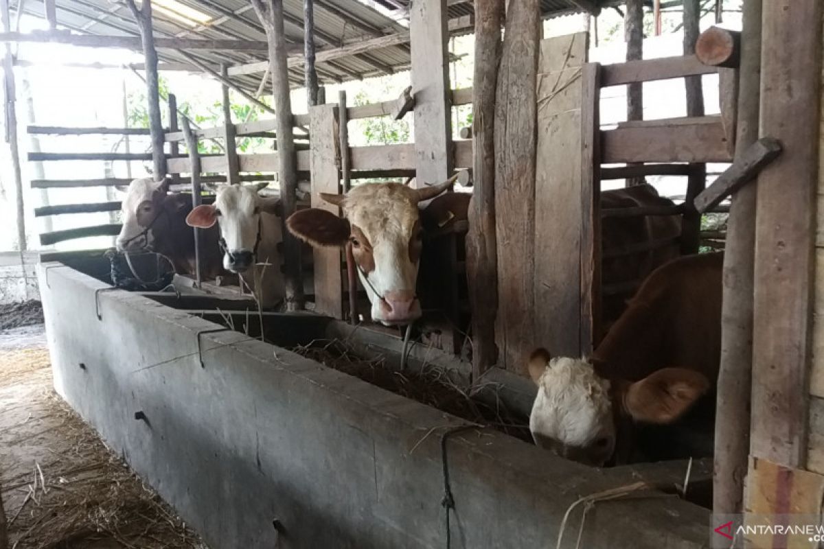 Besarkan puluhan sapi, petani di Tanah Datar keluarkan 500 ribu perhari untuk biaya pakan