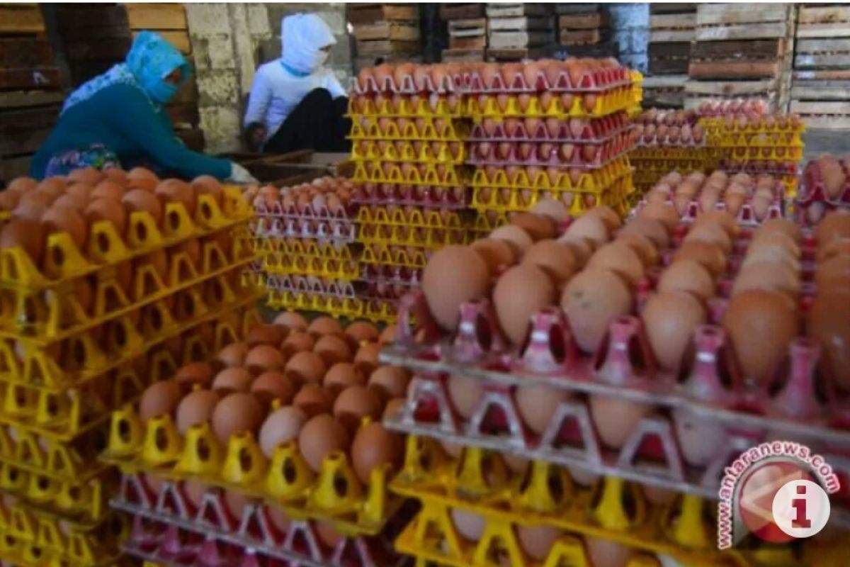 Lampung siap ekspor telur ayam