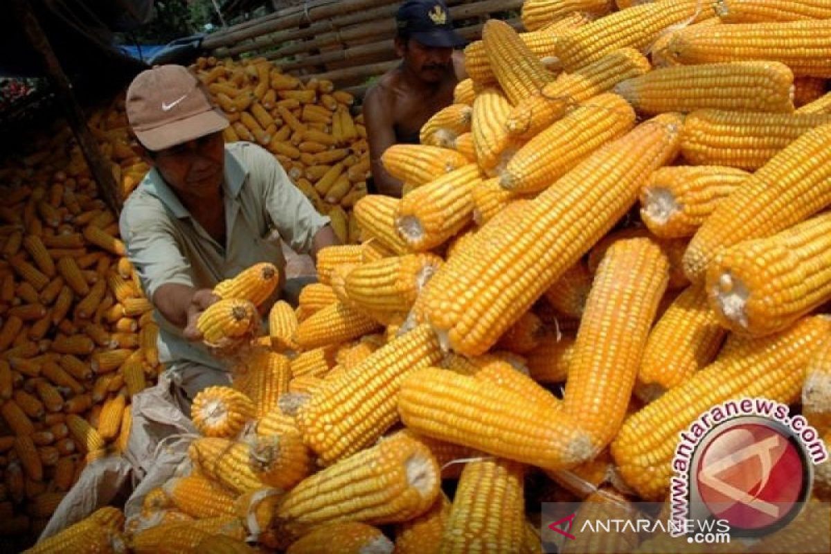 Pengiriman jagung asal Sulawesi Tenggara justru meningkat saat pandemi