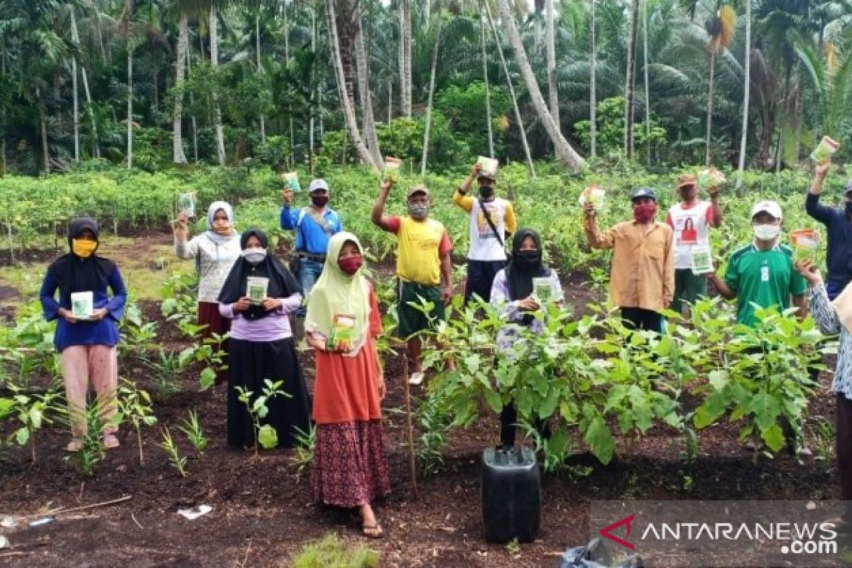 Tingkatkan pendapatan dan cegah Karhutla, Program PET-DMPA PT BPLP sukses budidayakan jahe merah