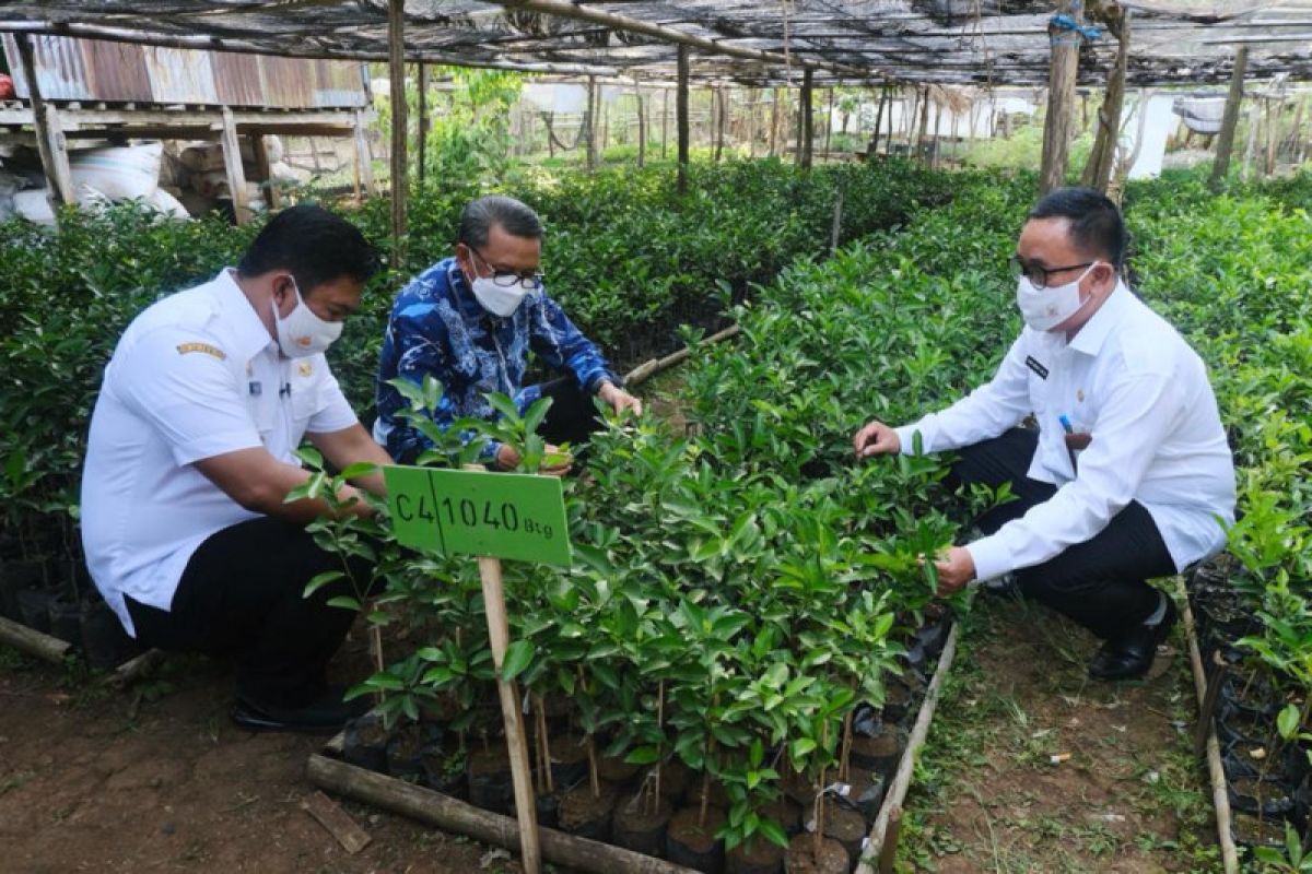 Gubernur Sulsel imbau petani menanam tanaman bernilai ekonomi tinggi