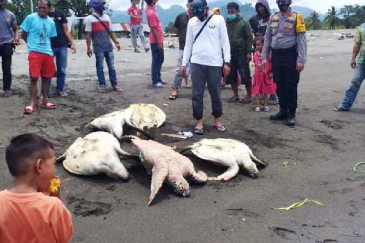 Polsek Kalukku Mamuju bongkar kasus pengolahan daging penyu