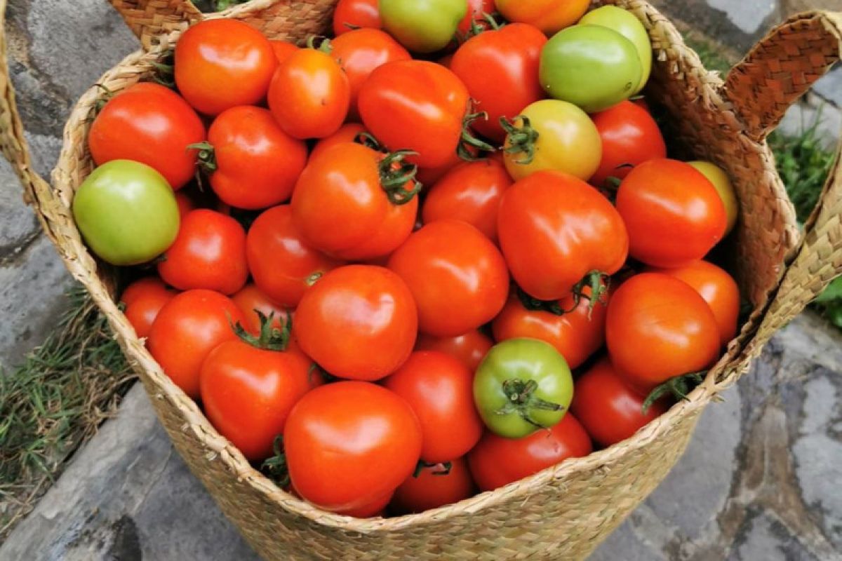 Penanganan produksi tomat melimpah perlu kerja sama OPD lain
