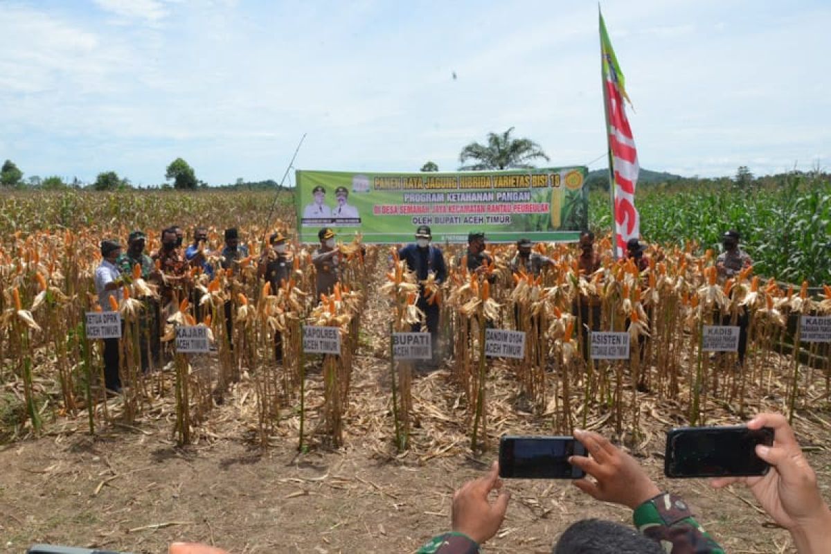 Dukung ketahanan pangan nasional di tengah COVID-19, Aceh Timur panen 50 hektar jagung