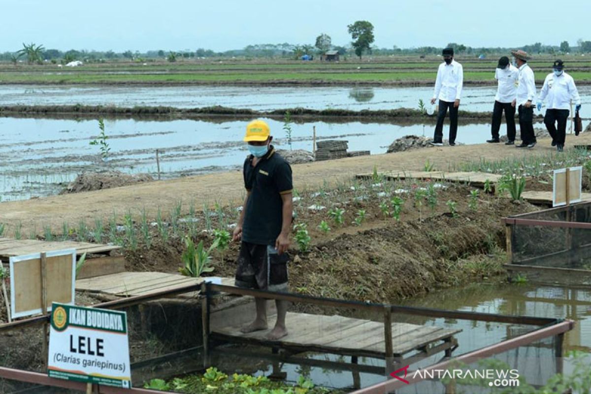 Presiden Jokowi ingin di "food estate" Kalteng juga ada budi daya ikan