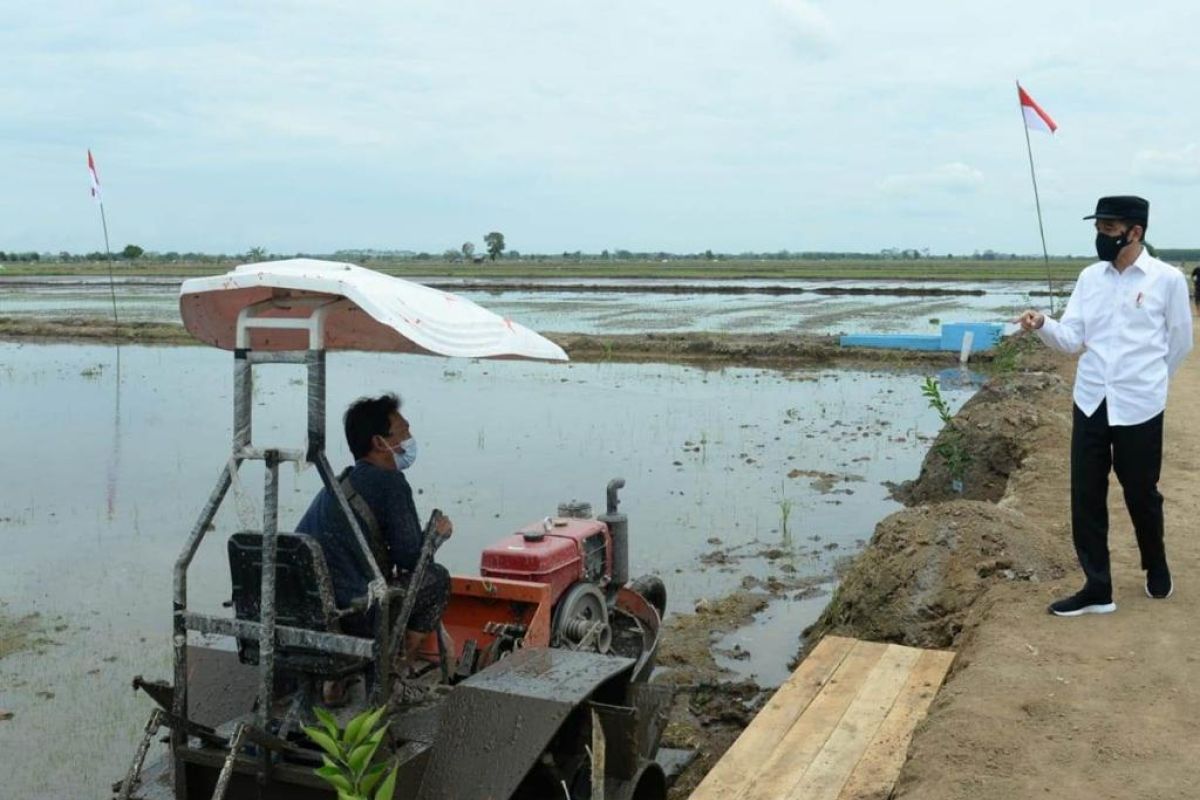 Other regions can emulate C Kalimantan food estate development: Jokowi