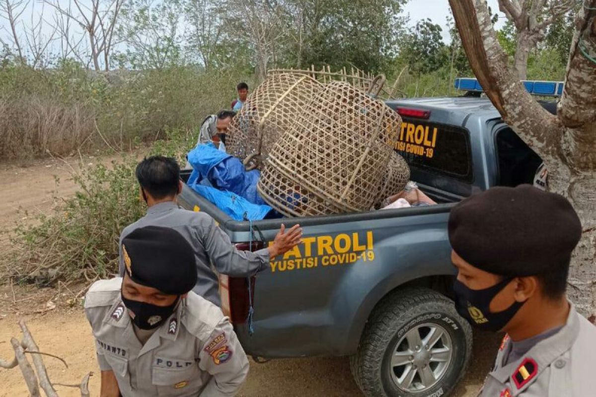 Tujuh ekor ayam aduan tertinggal, pemiliknya kocar kacir saat penggerebekan arena sabung ayam di Loteng