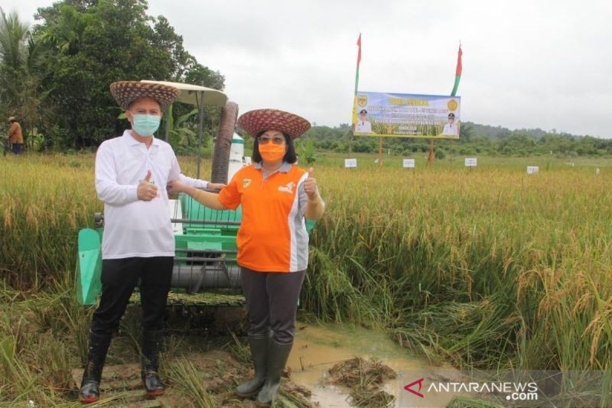 Bupati Gumas panen perdana padi sawah MT April-September