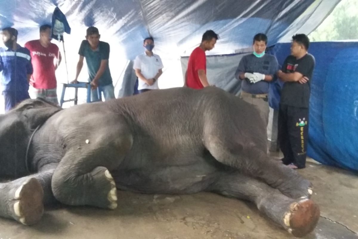 Diduga mengalami tetanus, gajah betina sumatera di Taman Rimba mati