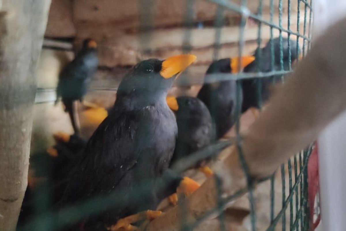 Karantina Pertanian Surabaya gagalkan penyeludupan 220 burung