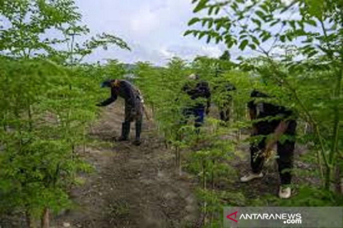 Distan Muna lakukan pendampingan produk daun kelor jadi produk paten