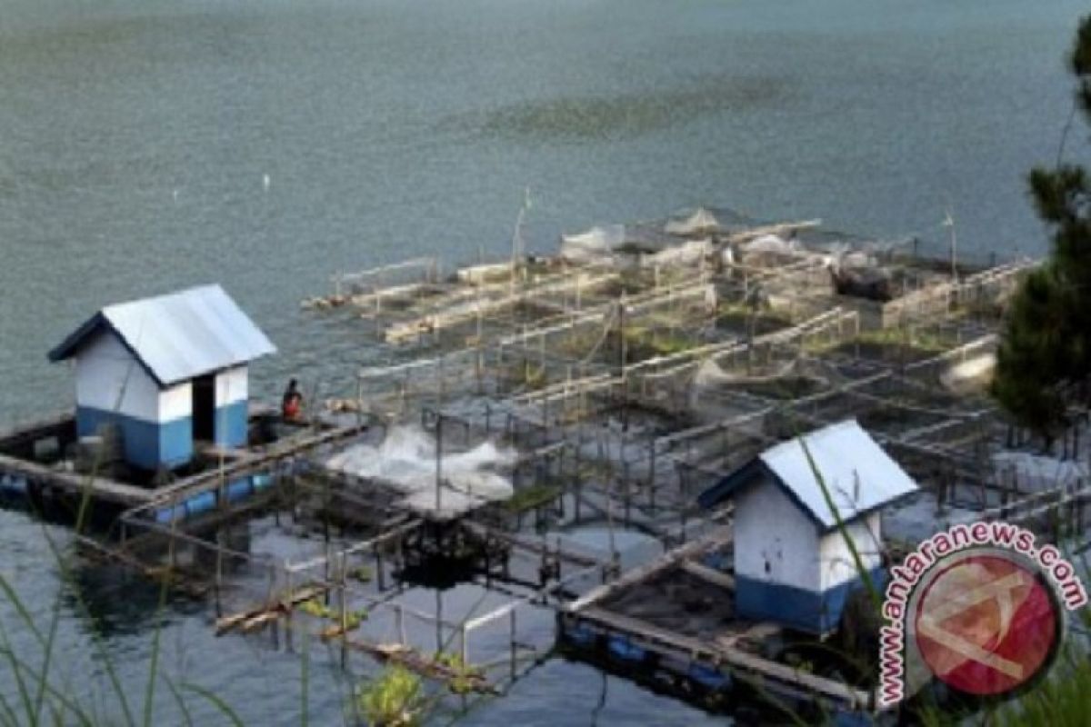 Petani ikan di Batanghari panen berjadwal  agar tidak rugi
