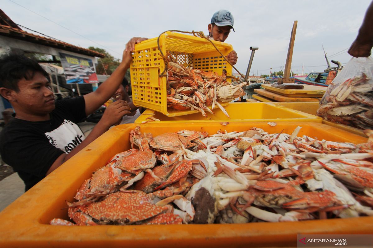 Nelayan gembira, harga kepiting rajungan di Lampung Timur capai Rp100 ribu/kg