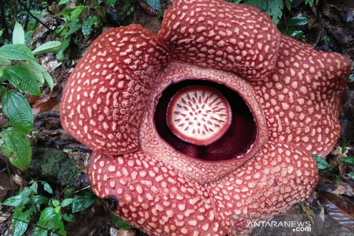 Tiga rafflesia mekar di Bengkulu