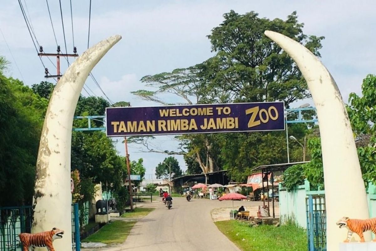 Alfa tinggal sendirian, Yanti gajah betina di Taman Rimba Jambi mati