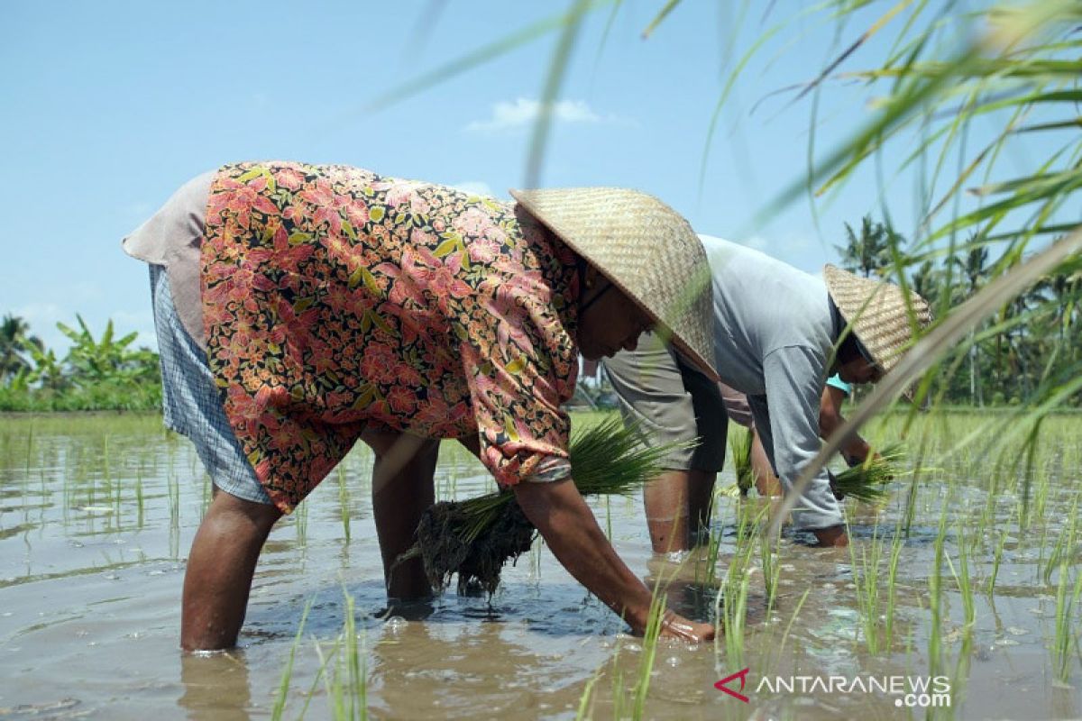 Membangkitkan gairah bagi petani muda di Nusantara