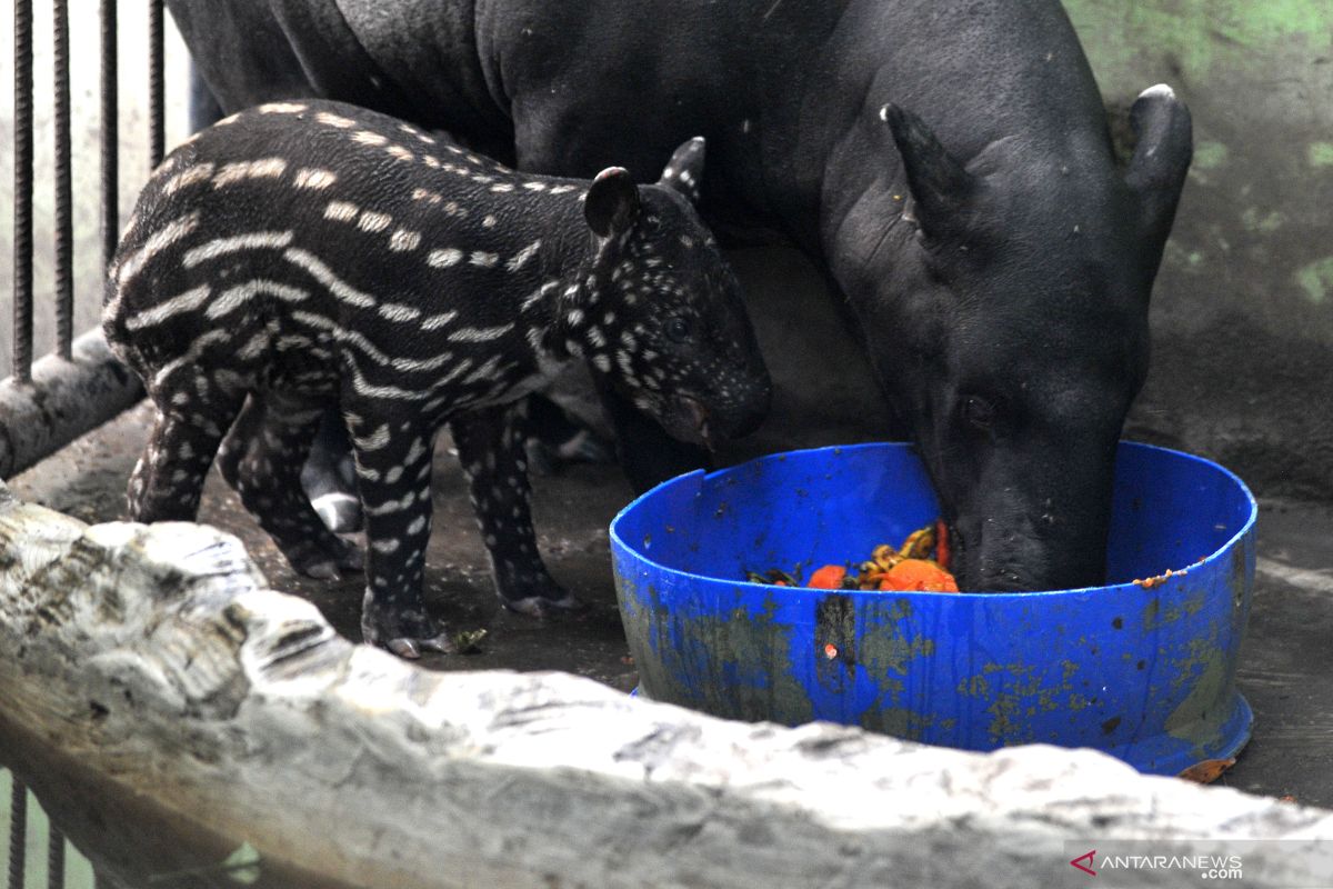 Koleksi tapir Taman Rimba Jambi bertambah