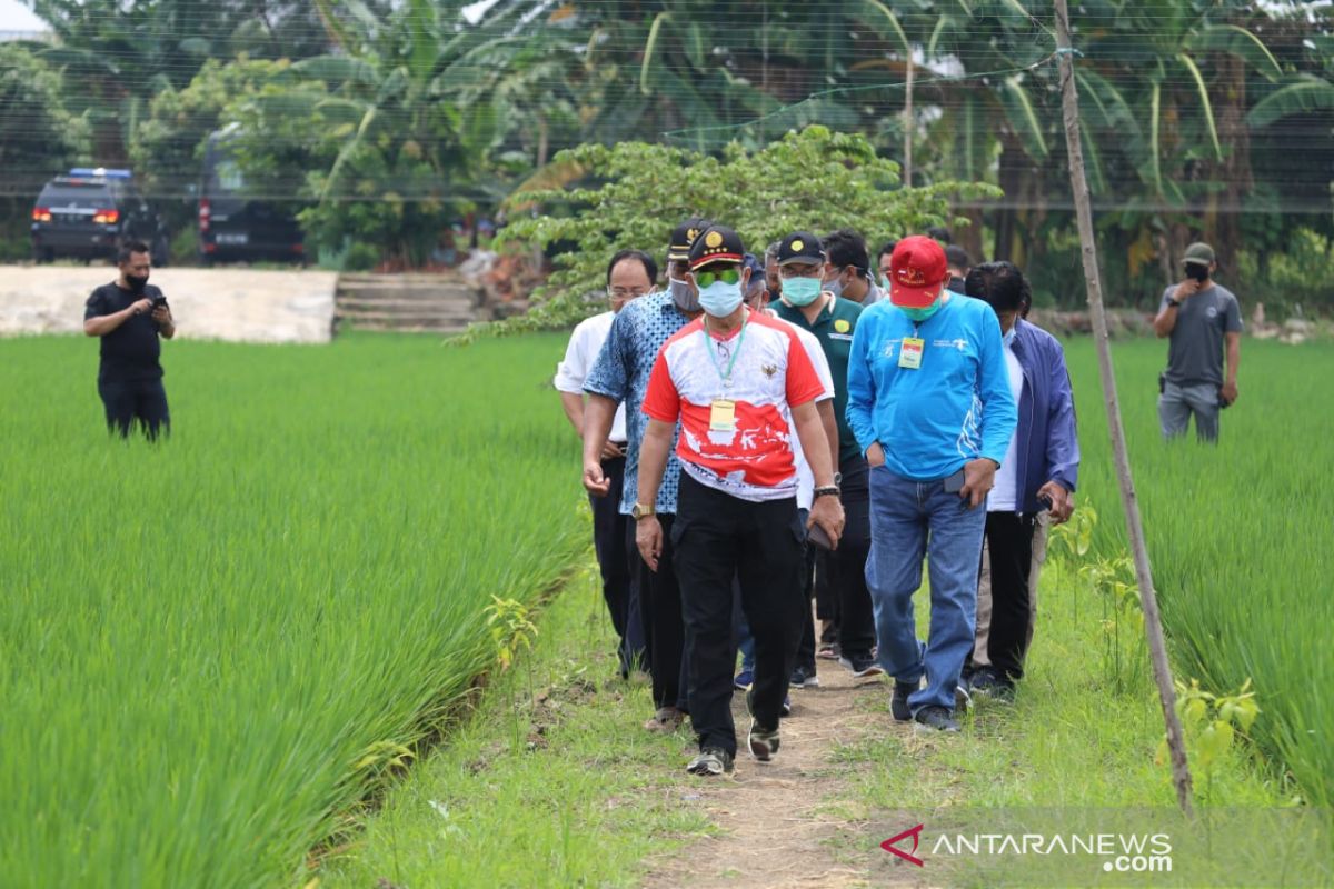 Tinjau sawah di Cakung, Mentan minta DKI pertahankan "urban farming"