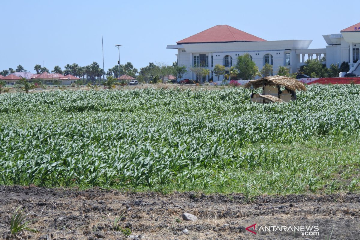 Kabupaten Kupang siapkan 2.600 ha lahan pengembangan jagung